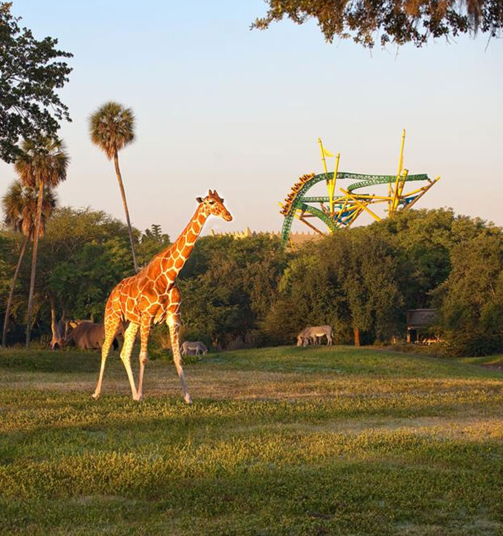 Busch Gardens